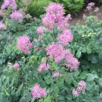 Thalictrum aquilegifolium 'Thundercloud'